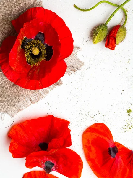 Flor de papoula vermelho brilhante isolado em um fundo branco, espaço de cópia — Fotografia de Stock