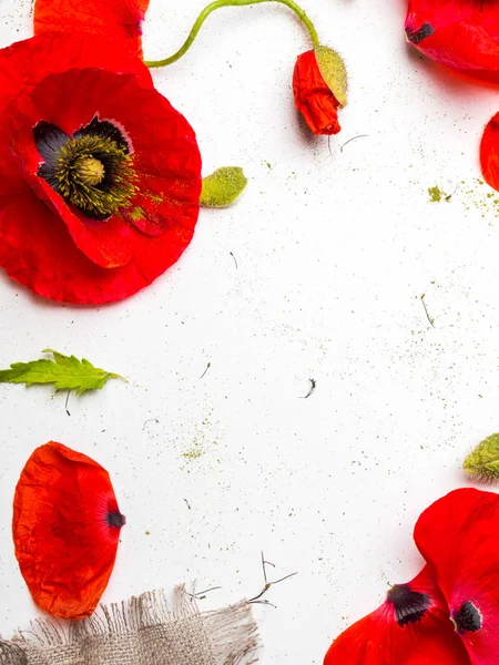 흰색 배경 위에 빨간 양귀비. 페이지의 각도에 대한 테두리 꽃 디자인. 선택적 초점 — 스톡 사진