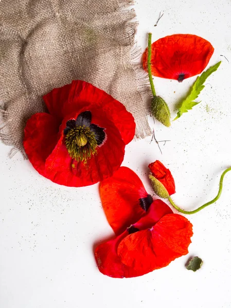 Bunga poppy merah yang indah diisolasi pada latar belakang putih — Stok Foto