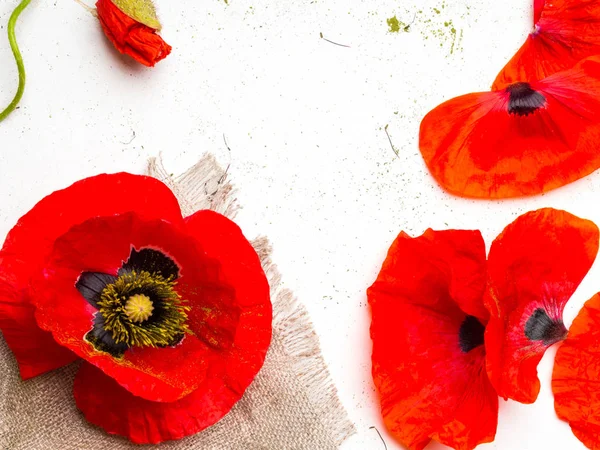 Flor de papoula vermelho brilhante isolado em um fundo branco, espaço de cópia — Fotografia de Stock