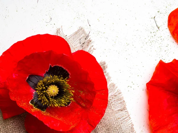 在白色背景上被隔绝的明亮的红色罂粟花 — 图库照片