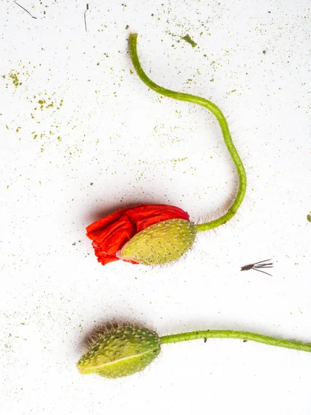 Flor de papoula vermelho brilhante isolado em um fundo branco — Fotografia de Stock