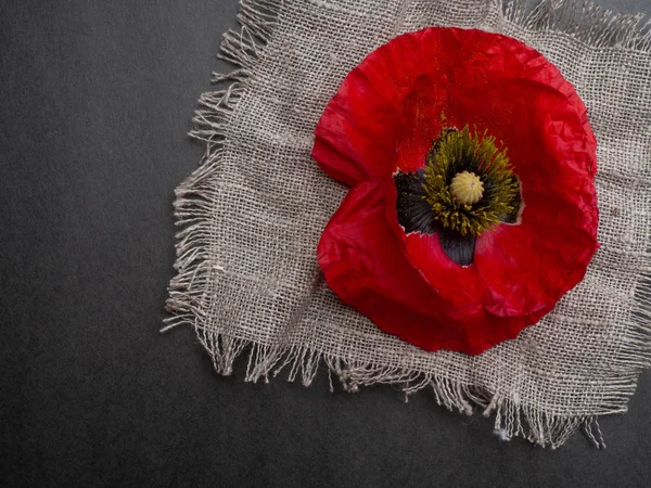 Bonito vermelho poppys isolado em um fundo preto, cartão postal com espaço de cópia — Fotografia de Stock