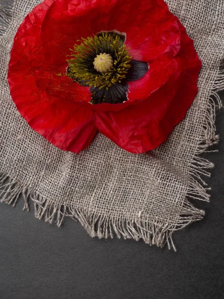 Hermosos poppys rojos aislados sobre un fondo negro, postal con espacio de copia — Foto de Stock