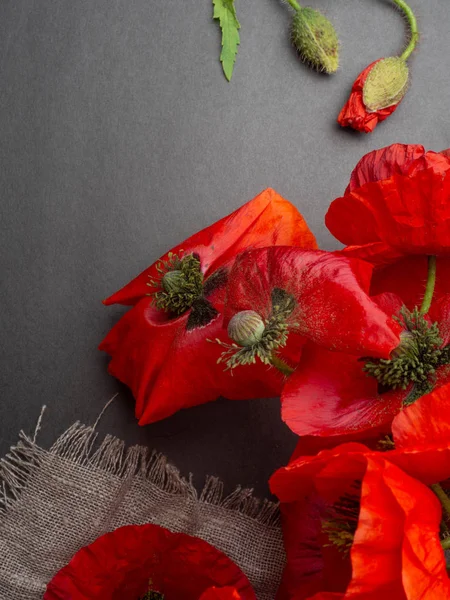 Bonito vermelho poppys isolado em um fundo preto, cartão postal com espaço de cópia — Fotografia de Stock