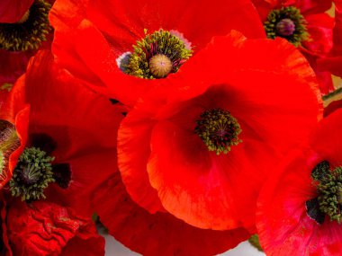 Kırmızı haşhaş kartpostalı, çiçek tasarımı. Çiçeklerin yakın çekim, seçici odak