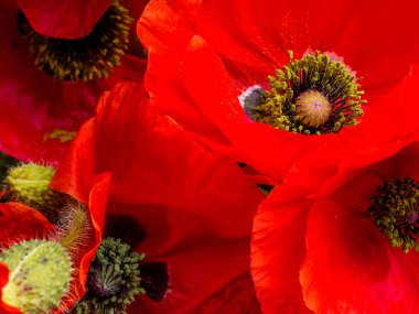 Kırmızı haşhaş kartpostalı, çiçek tasarımı. Çiçeklerin yakın çekim, seçici odak