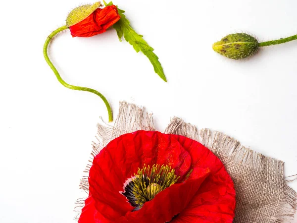 Ramo de amapolas rojas sobre un fondo blanco. Flores silvestres . — Foto de Stock