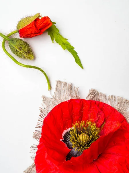 白色背景上的红色罂粟花束。野花. — 图库照片