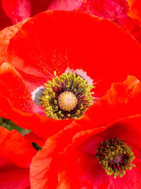 Kırmızı Afyon haşhaş, Papaver somniferum, detay, seçici odak