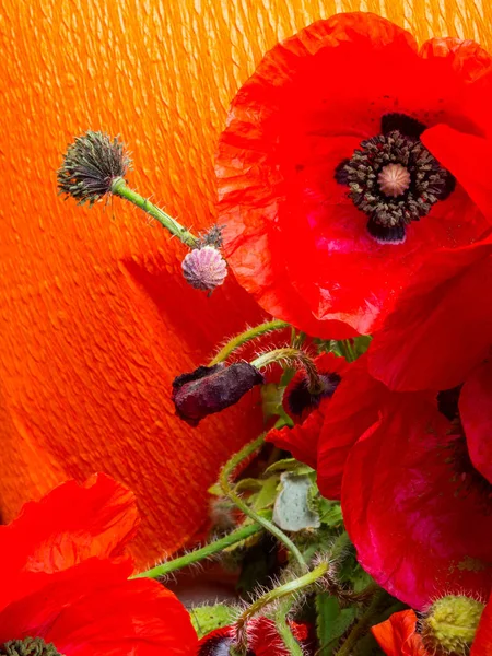 Lindas flores de papoula vermelha no fundo laranja — Fotografia de Stock