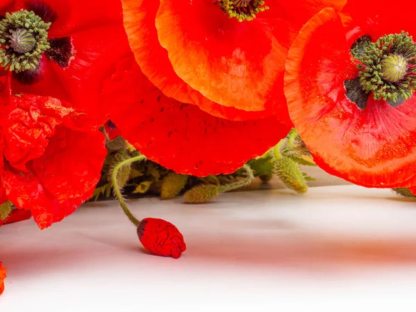 白色背景上美丽的红色罂粟花 — 图库照片