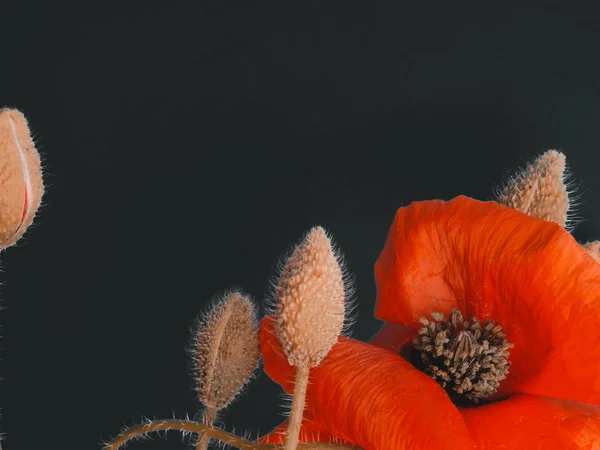 검은 배경에 빨간 양귀비의 꽃다발. 야생 꽃. — 스톡 사진