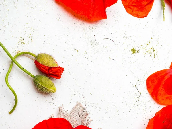 白色上一束红罂粟。野花. — 图库照片