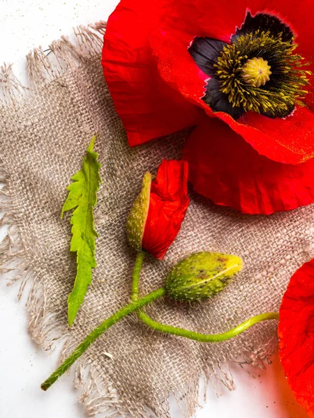 Hermosas amapolas rojas en tela de saco, enfoque selectivo, flor silvestre — Foto de Stock