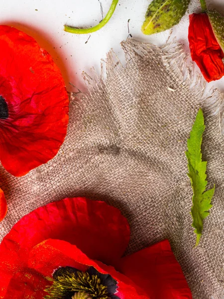Красивые красные маки на мешковине, избирательный фокус, дикий цветок — стоковое фото