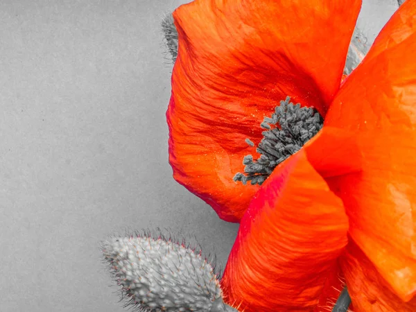 Alon Red poppy in grijze achtergrond, selectieve focus — Stockfoto