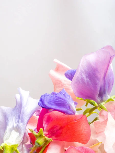 Sladký hrášek květiny krásná pohlednice, kopírovací místo — Stock fotografie