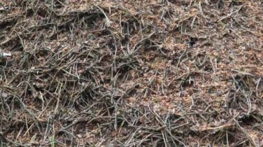 Yuvada hareket eden kızıl ağaç karıncaları. İlkbaharda kızıl ağaç karıncaları ile Anthill yakın, ormanda takım çalışması kavramı anthill