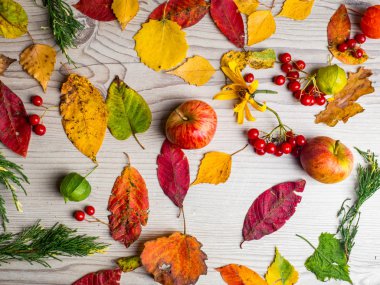 Sonbahar arka plan, renkli sonbahar şık kompozisyon elma meyveleri bırakır. Ahşap arka planda üst görünüm