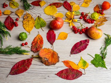 Sonbahar arka plan, renkli sonbahar şık kompozisyon elma meyveleri bırakır. Ahşap arka planda üst görünüm
