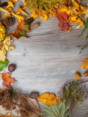 Sonbahar arka plan, kestane, koni, meşe palamudu, dikenli iğneler, renkli yaprakları, otlar, Chanterelle veya ahşap arka plan üzerinde girolle mantar, kopya spce