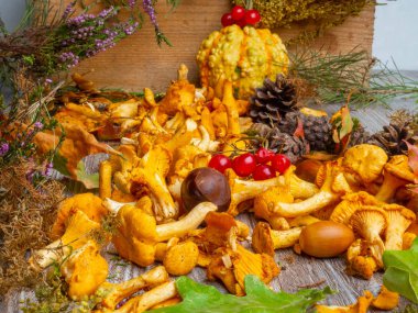 Kabak ile Sonbahar natürmort, chantelle mantar, mısır, meşe palamudu, koni, kırmızı çilek, bitkisel, kestane ve ahşap arka plan yaprakları, seçici odak , yakın