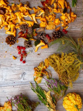 Kabak ile Sonbahar natürmort, chantelle mantar, mısır, meşe palamudu, koni, kırmızı çilek, bitkisel, kestane ve ahşap arka plan yaprakları, seçici odak