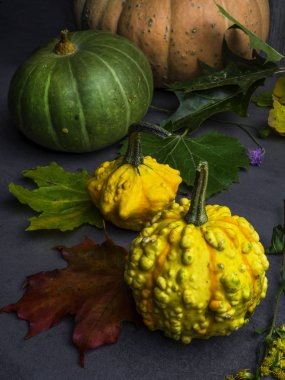 renkli yaprakları ile sonbahar arka plan, farklı kabaklar