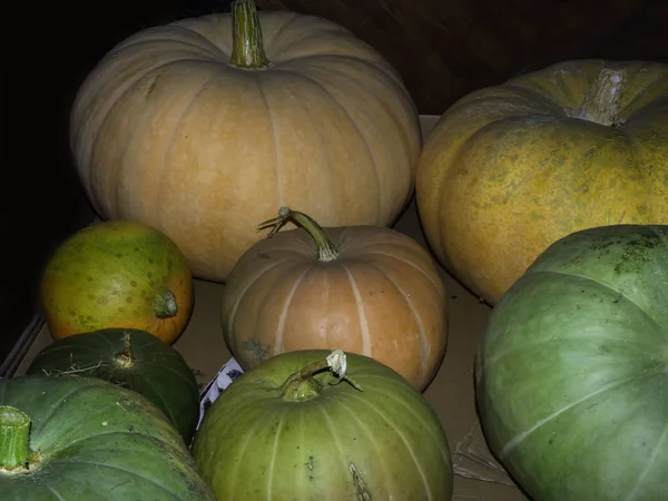 Família das abóboras. Grupo de diferentes variedades frutas fundo — Fotografia de Stock