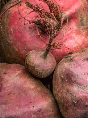 Taze pancar hasadı, pancar arka planı, organik kanser önleyici gıdalar, demir açısından zengin.