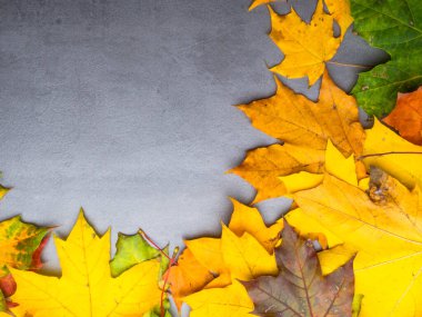 Autumn falling maple leaves isolated on grey background