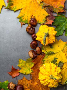 Autumn falling maple leaves isolated on grey background