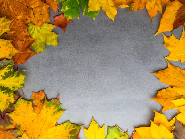 Autumn falling maple leaves isolated on grey background