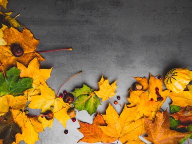 Şükran Günü arkaplanı: renkli akçaağaç yaprağı, balkabağı, kızılcık, meşe palamudu, gri arka planda chesnuts. Uzayı metin için kopyala. Cadılar Bayramı, Şükran Günü ya da mevsimsel sonbahar. Tasarım modeli. Hori.