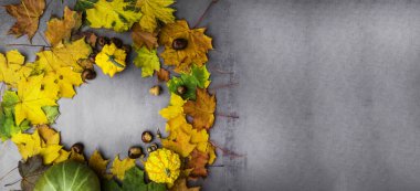 Şükran Günü arkaplanı: balkabakları, kestaneler, gri beton arka planda düşen meşe palamutları. Uzayı metin için kopyala. Cadılar Bayramı, Şükran Günü ya da mevsimsel sonbahar. Tasarım modeli.