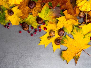 Şükran Günü arkaplanı: balkabakları, kestaneler, gri beton arka planda düşen meşe palamutları.
