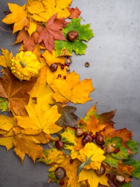 Şükran Günü arkaplanı: balkabakları, kestaneler, gri beton arka planda düşen meşe palamutları.