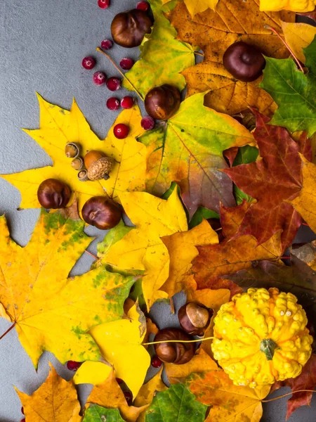 Thanksgiving background: Pumpkins, chestnuts, acorns fallen leaves on grey concrete background.