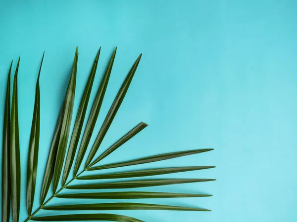 Mörkgrön tropisk palmblad isolerad på blå pastell bakgrund — Stockfoto
