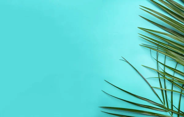 Gröna tropiska blad på en blå pastell bakgrund, platt låg — Stockfoto