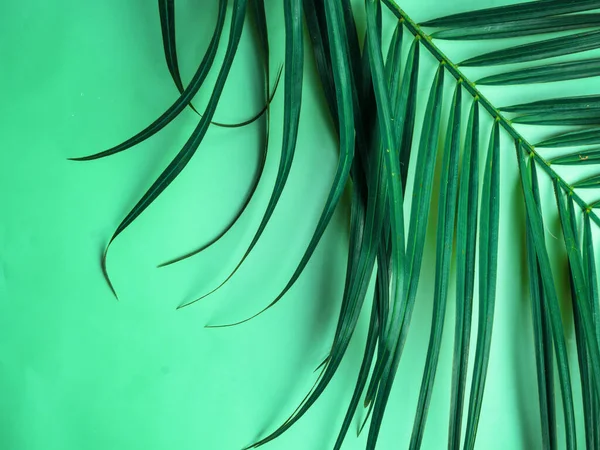 Тропические пальмовые листья на модном мятном фоне — стоковое фото