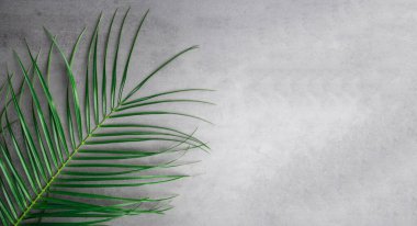 Gri arka planda yeşil tropikal yaprak. Yaz kavramı. Düz konum, üst görünüm, kopyalama alanı