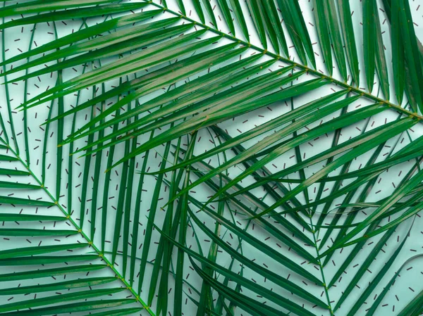 Randig av tropiska palmblad, Vintage ton, Naturligt mönster — Stockfoto