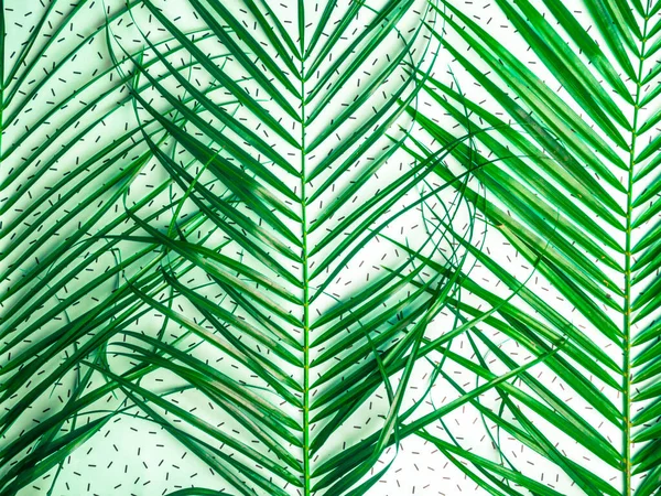 Grön tropisk palm blad närbild — Stockfoto