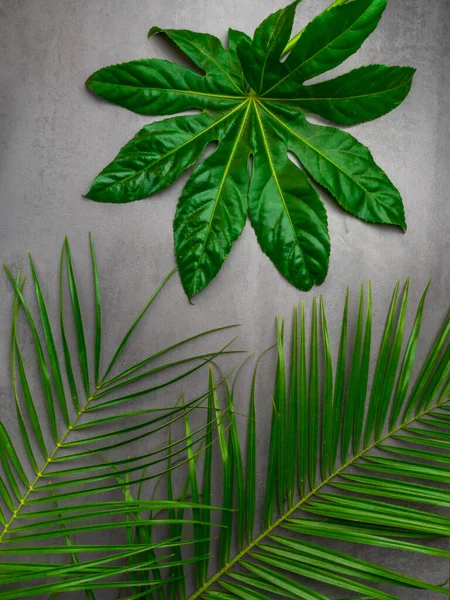 Bladmønster. Populære anlæg i indretning, Grønne tropiske blade på grå beton baggrund. Sommerkonceptet. Flad lå, øverste visning, kopiering plads - Stock-foto