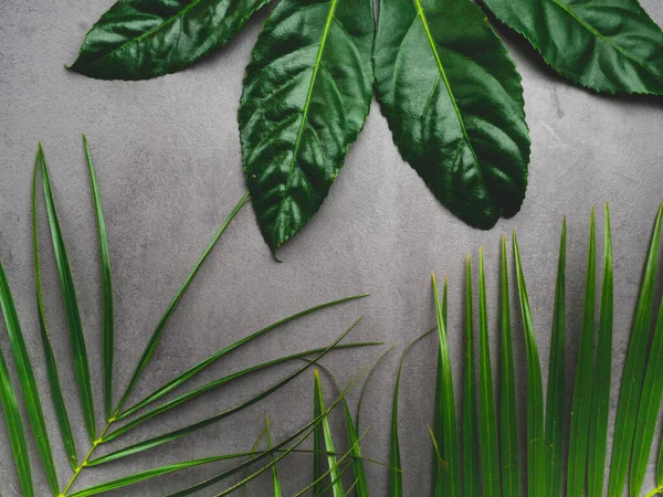 Bladmönster. Populär växt i inredning, Gröna tropiska blad på grå betong bakgrund. Sommarkoncept. Platt låg, ovanifrån, kopiera utrymme — Stockfoto