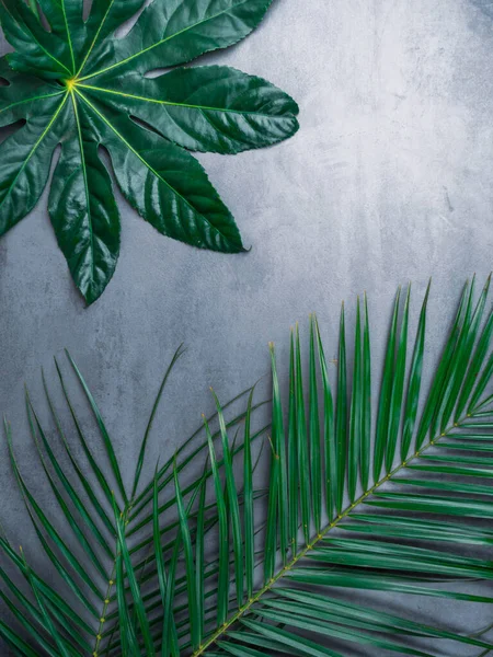Gröna tropiska blad på grå bakgrund. Sommarkoncept. Platt låg, ovanifrån, kopiera utrymme — Stockfoto