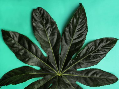 Nane rengi arka planda tropikal palmiye yaprağı minimum konsept. Üst Manzara. Çiçek kartı.