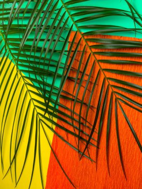 Nane şekerli palmiye yaprağı, turuncu ve sarı arka plan. Moda minimalizmi. Yaz havası